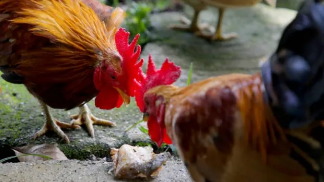 Cách chăm sóc gà chọi trước khi đá