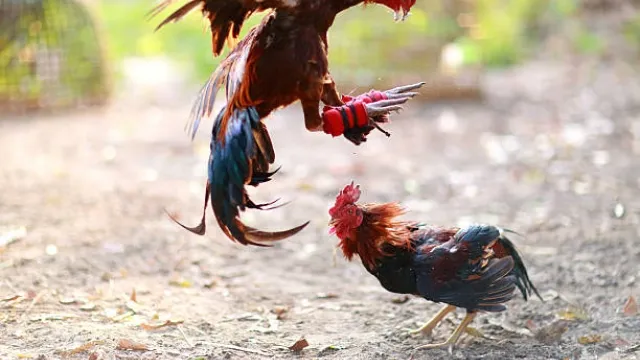 Cách Chơi Mậu Binh 6 Lá