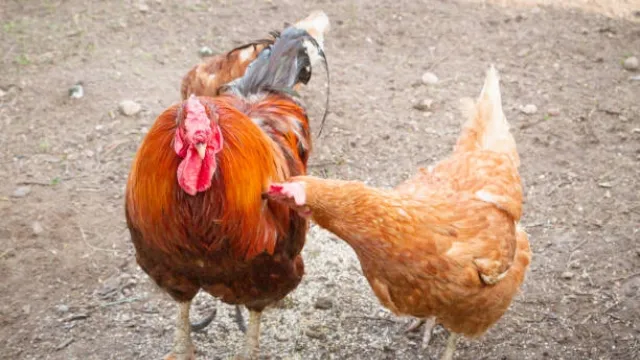 Cách Nuôi Gà Tre Chế Độ Đá